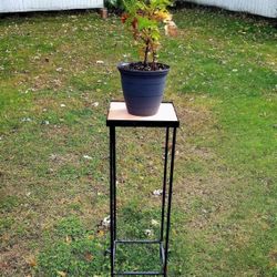 Tall Plant Stand 