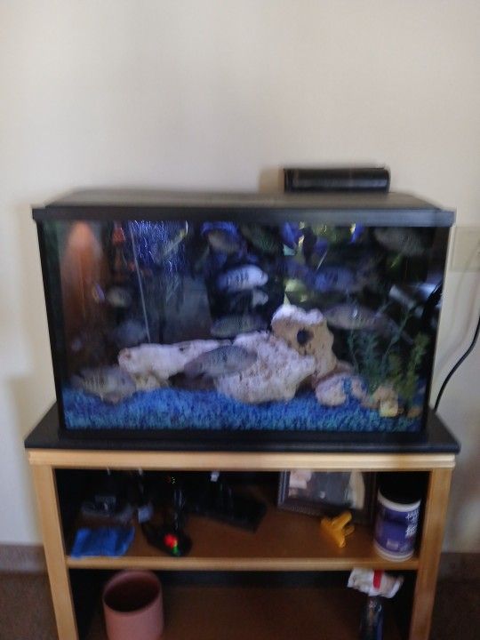 Fish tank for sale thirty gallon tall