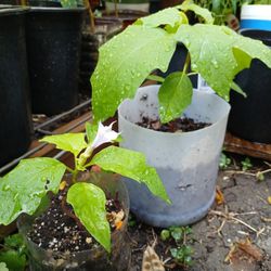 Trompeta De Angel 