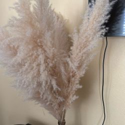 Pampas Grass