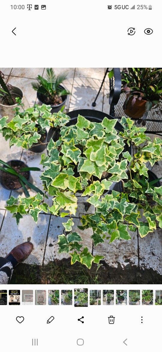 English Golden Ivy