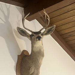 White Tail Deer Head