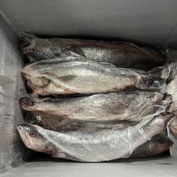 Curvina Fresca