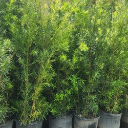 Podocarpus Plants For Inmediate Privacy!!! 6 Feet Tall!!! Fertilized 