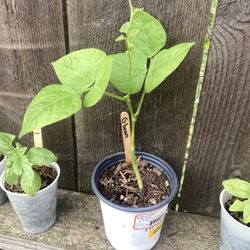 Organic Green Bean Seedling 