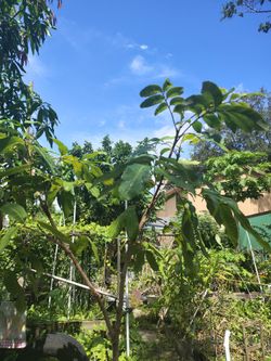 Longan fruit tree