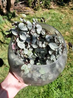 Free string of hearts cuttings