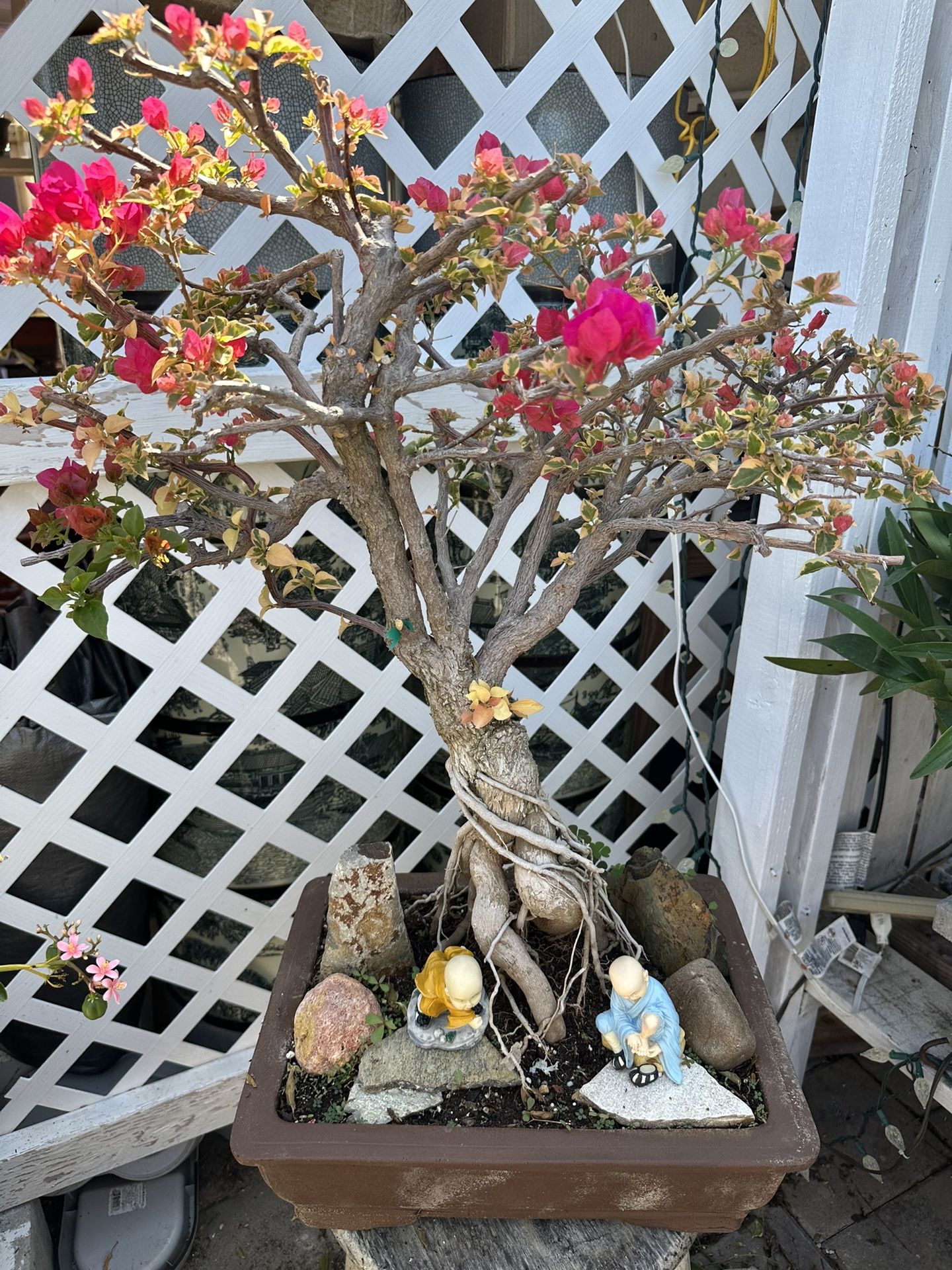 Bougainvillea Bonsai