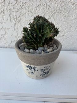 Crested Euphorbia Ammak