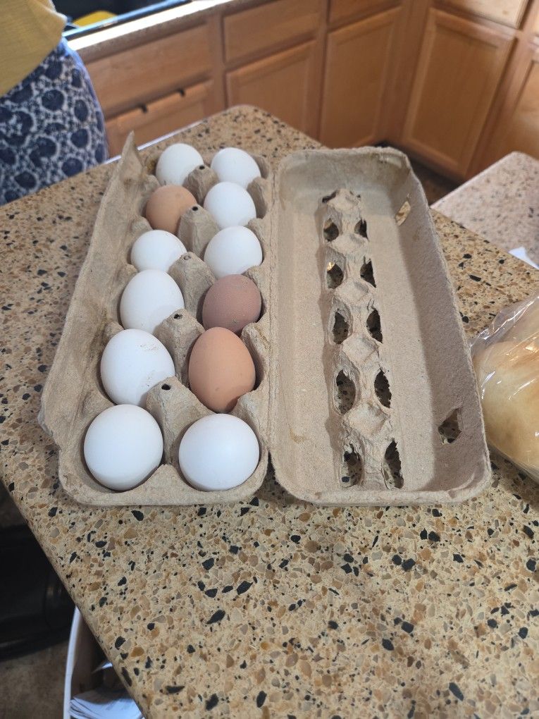 Fresh Chicken Eggs