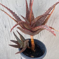“Christmas Sleigh” Aloe Succulent Plant 