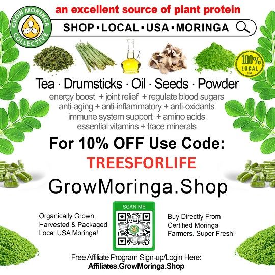 Moringa Tree