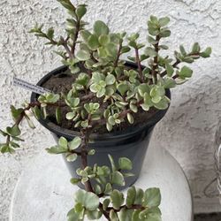 1.5 Gallon Pot Succulent Plant - Portulacaria Afra Variegated - Elephant Bush - Drought Resistant - Established - Perfect for Landscaping & Arrangemen