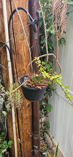 Four Potted Plants