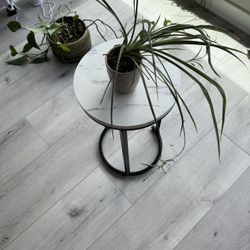 Spider Plant in Blush Ceramic Pot – $10