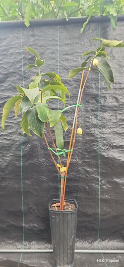 🌿 RARE WHITE WAX APPLE TREE — MẬN TRẮNG SỮA 🌿$175