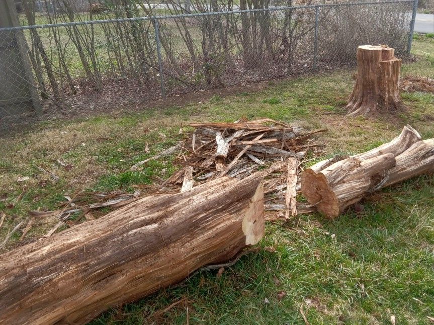 Cut CEDAR TREE FOR FIREWOOD ....NEED GONE ASAP