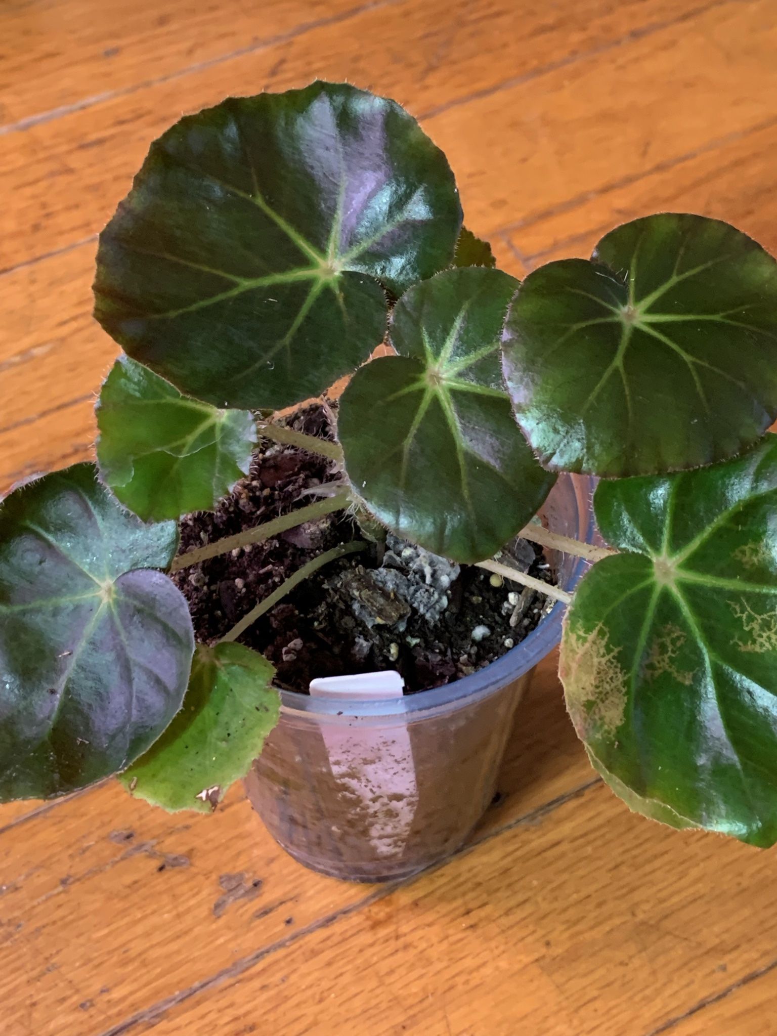 Rare, Large Beefsteak Begonia For Sale. Tropical Plant.