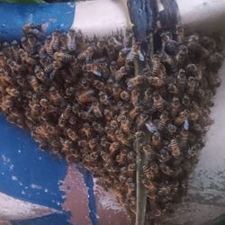 HUNNY BEE  SWARM  ,HUNNY BEES IN YOUR HOUSE ?