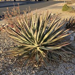 Large Plants, Free If You Dig Up 