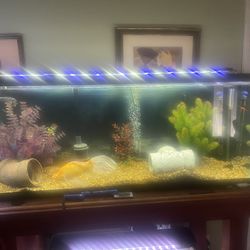 Aquarium Tanks 