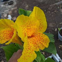 Canna Lilys 