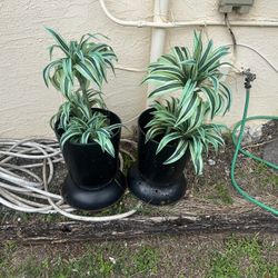 2 decorative plants 