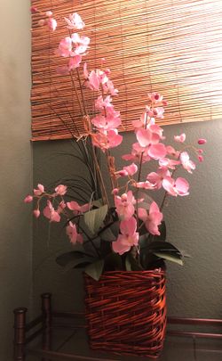 Orchid
