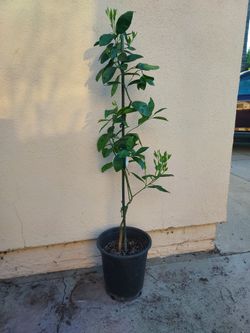 Citrus orange tree