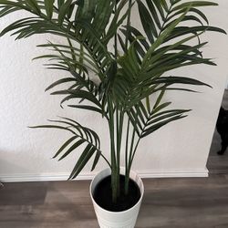 monstera obliqua peru big Monstera obliqua 'Peru' (Swiss Cheese Vine, Monstera obliqua Peru Form –  Happy Houseplants