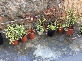 Outdoor plants in one gallon pot for $10 each.