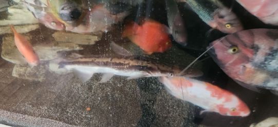 Aquarium decor