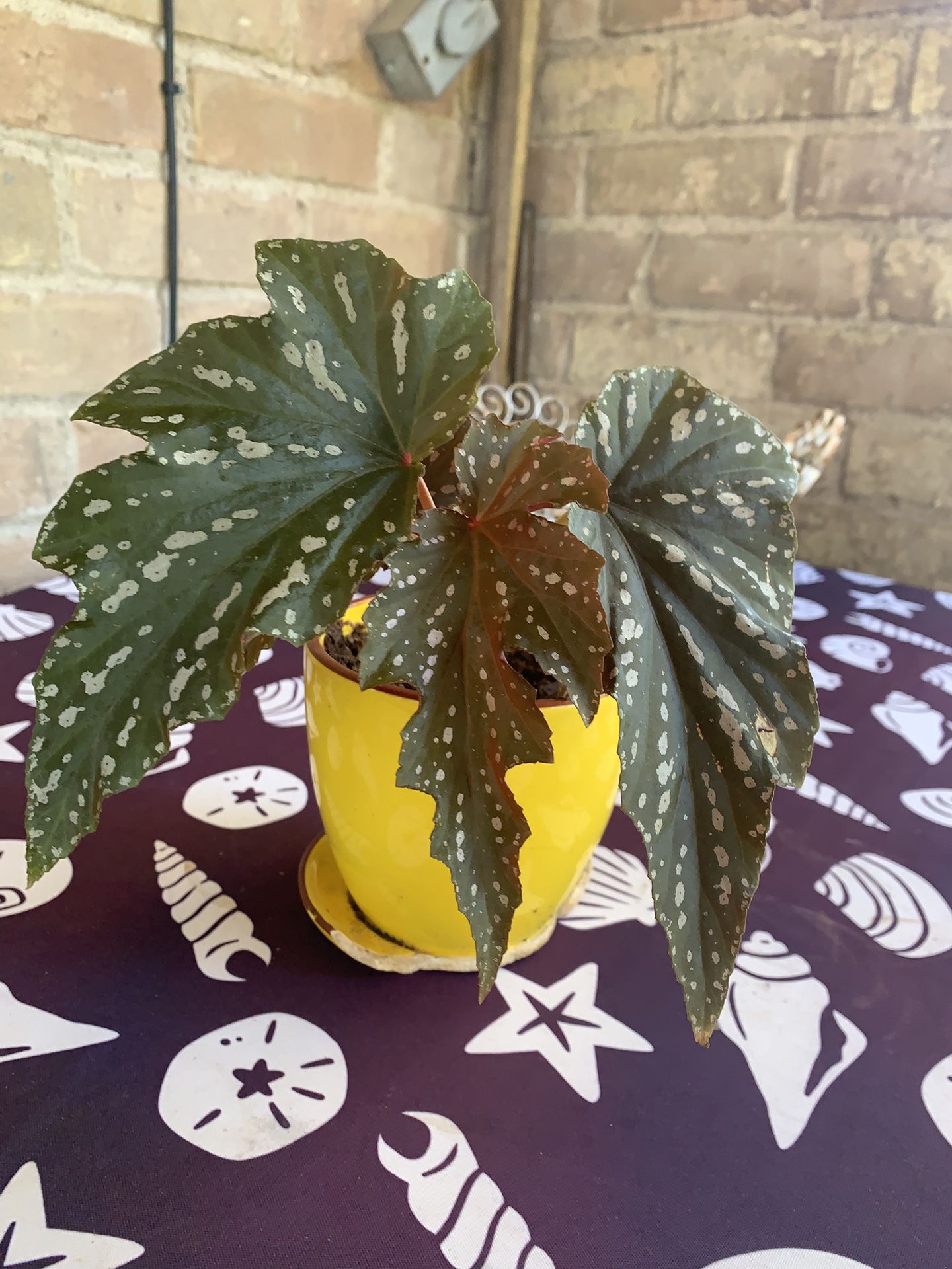 Texas Wild Begonia Plant
