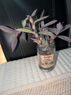 Purple heart plant