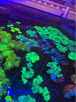 Aquarium