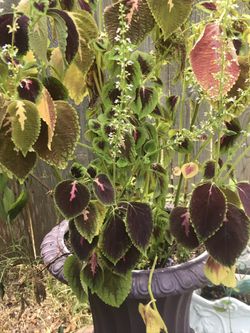 Beautiful unrn and plant