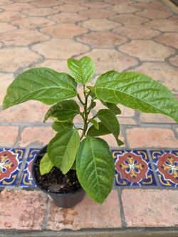 Purple flowers/fruits Passion Fruit Plant