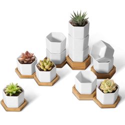 T4U Small White Succulent Planter Pots with Bamboo Tray Hexagon Set of 12, Geometric Ceramic Cactus Plant Holder, Plant Gifts for Gardener Women Cowor