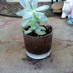 Succulent 