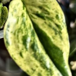 Scindapsus Snow Queen  Big And Small 