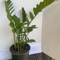 HERMOSAS PLANTAS NATURALES “ZZ PLANT “