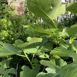 Sweet Italian 258 fig tree