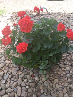 Geranium hanging baskets