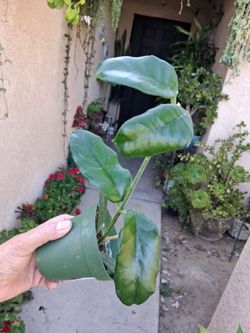 RARE. Hoya GLOBULOSA Plant $33