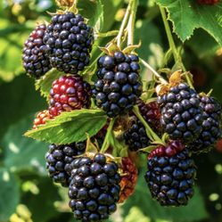 Plants For Sale! - $5 Each (Blackberries, Raspberries, Hostas, Lilies)