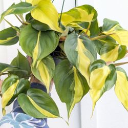 Philodendron Brasil Plant 6" Pot - Indoor House Plants 
