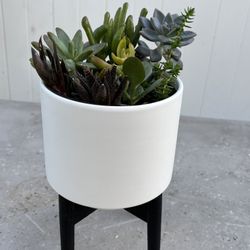succulent plant arrangement in white planter with black stand