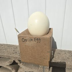 Ostrich Egg Shell 