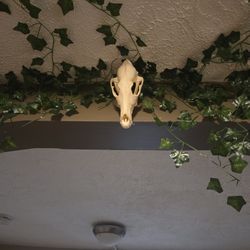 Coyote Skull