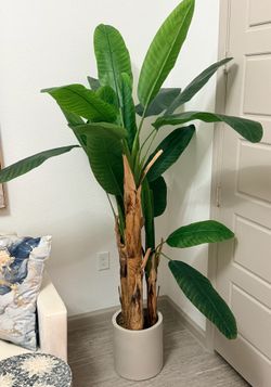 Decorative Plant